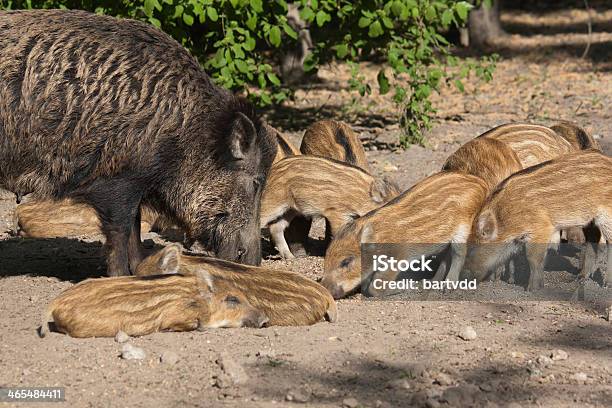 Wild Boar With Baby Piglets Foraging Stock Photo - Download Image Now - Animal, Animal Themes, Domestic Pig