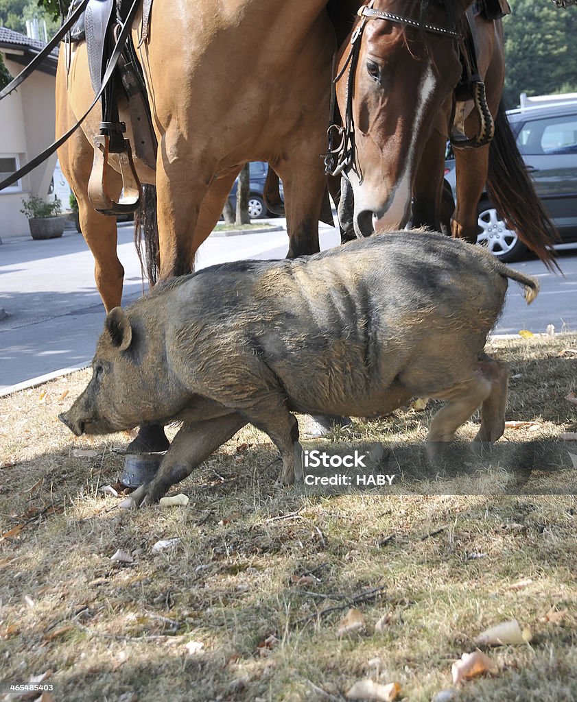 Porco - Foto de stock de Agricultura royalty-free