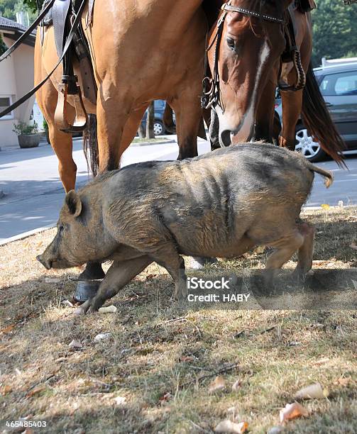 Foto de Porco e mais fotos de stock de Agricultura - Agricultura, Animal, Animal de Fazenda