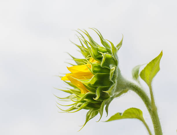 istock Sunflowers in Lopburi, Thailand 465485413