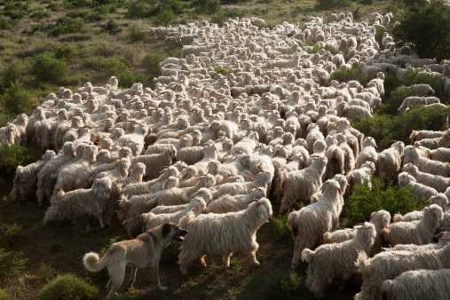 A flock of Angora goats being herded by an Anatolian herding dog. Photographed in the Karoo, South Africa.
