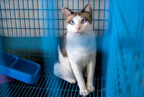 Blue-eye Siamese Cat sitting in a blue cage