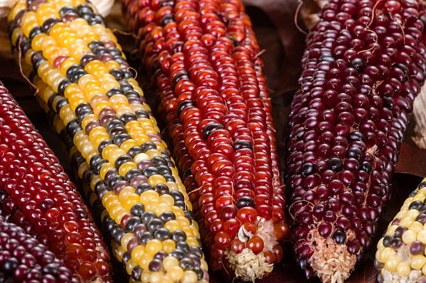 istock Indian corn colorful for decoration 465486062