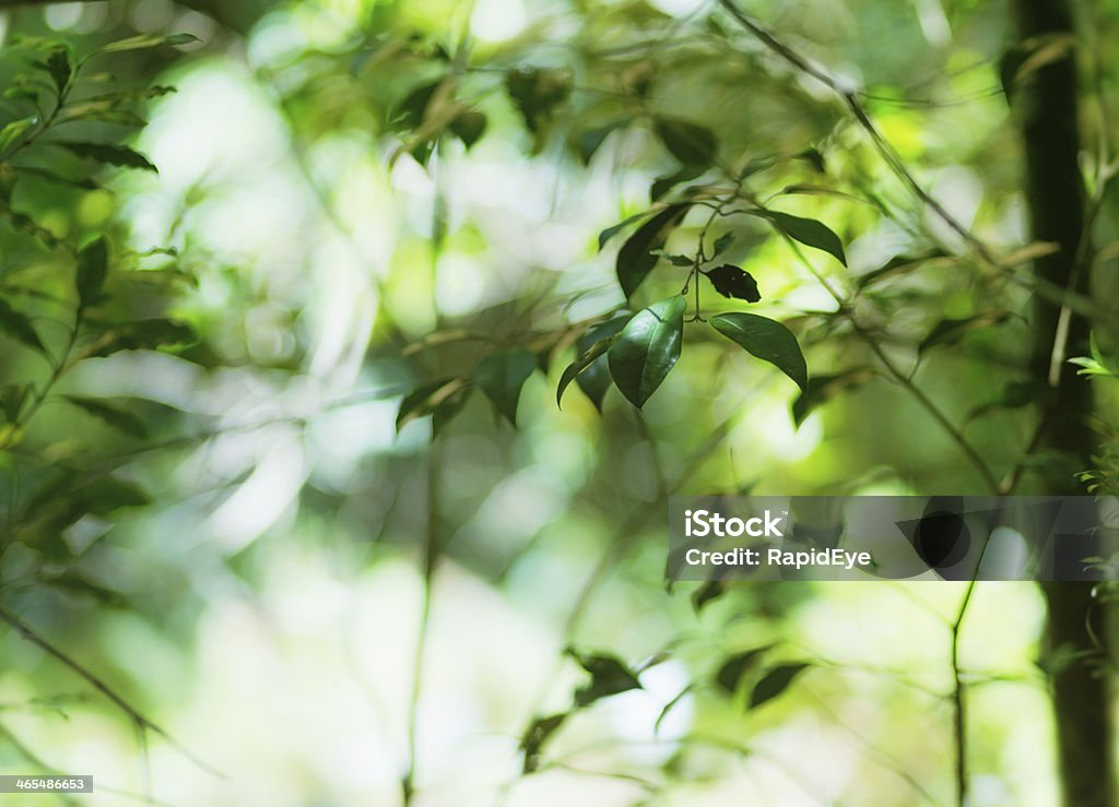 A luz do sol atravessa verde fresco folhas na floresta - Foto de stock de Abstrato royalty-free