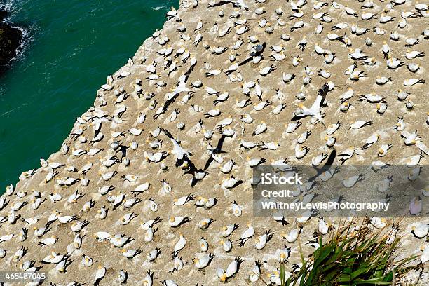 鳥ネスト - ニュージーランドのストックフォトや画像を多数ご用意 - ニュージーランド, 営巣地, 鳥