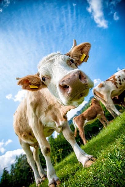 Curious cow on a meadow, mor cows and blue sky in back.