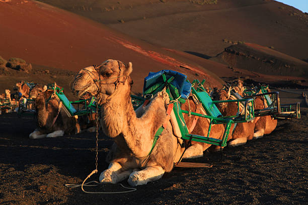 camellos en el parque nacional de timanfaya - parque nacional de timanfaya fotografías e imágenes de stock