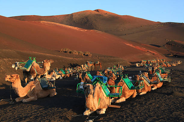 Camels at Timanfaya National Park in the early morning sun, waiting for tourists.