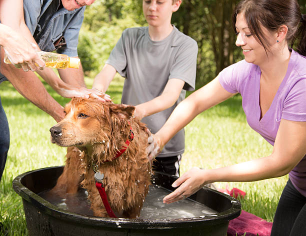 istock Pets: Multi-generation family gives pet dog a bath. Backyard. Summer. 465487703