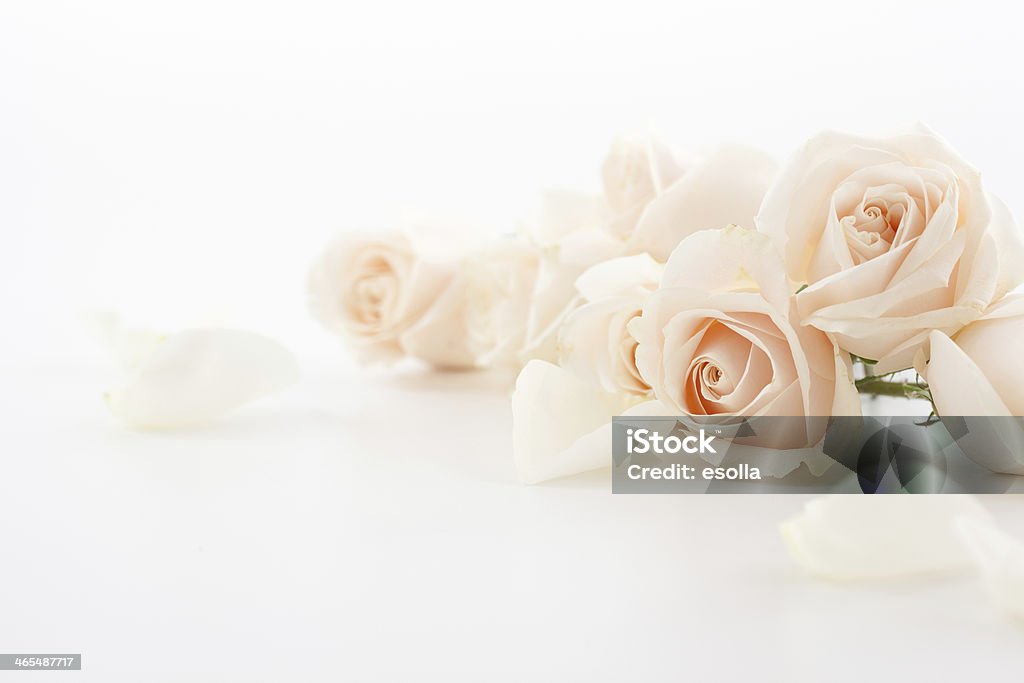 White Roses and petals White Roses and petals on a white surface. Soft focus. Rose - Flower Stock Photo