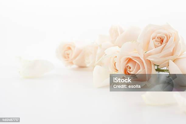 White Roses And Petals Stock Photo - Download Image Now - Rose - Flower, White Color, Copy Space