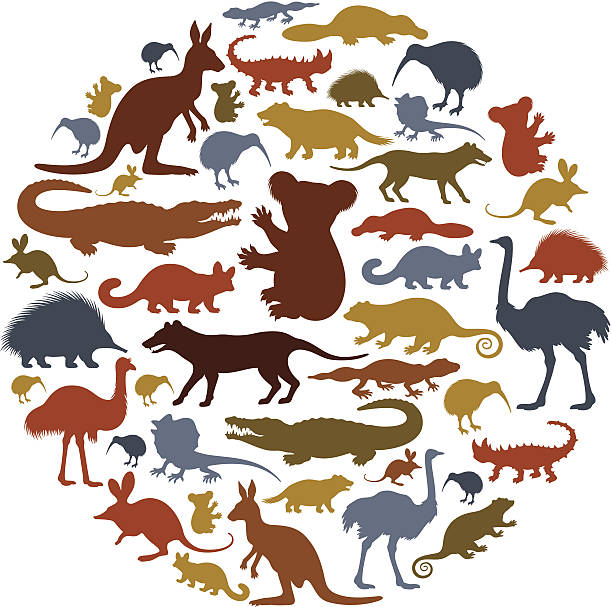 ilustraciones, imágenes clip art, dibujos animados e iconos de stock de animales collage de icono de australia - australian culture illustrations