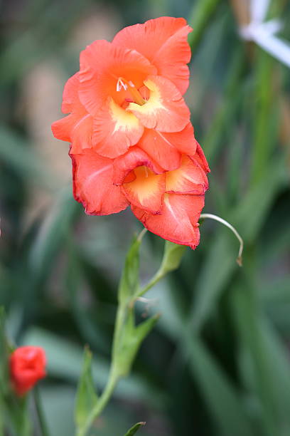 istock Bunch of orange gladiolus 465488562