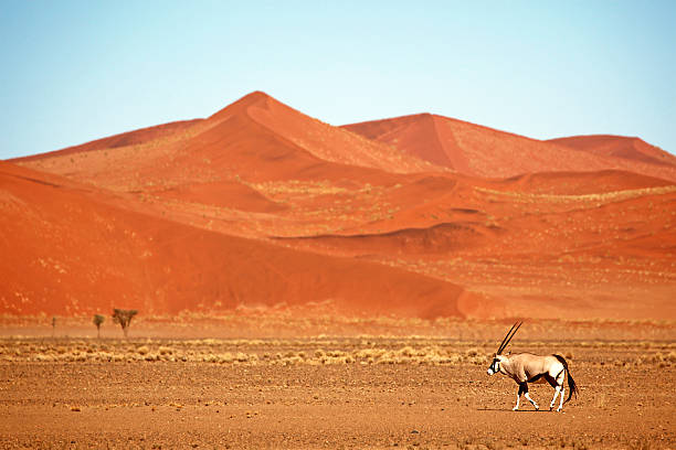 istock Oryx Antelope and Red Sand Dunes in Namibia 465488634