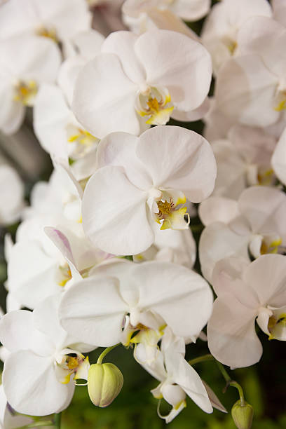 orchid - orchid simplicity single flower flower - fotografias e filmes do acervo