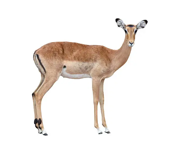 female impala isolated on a whte background