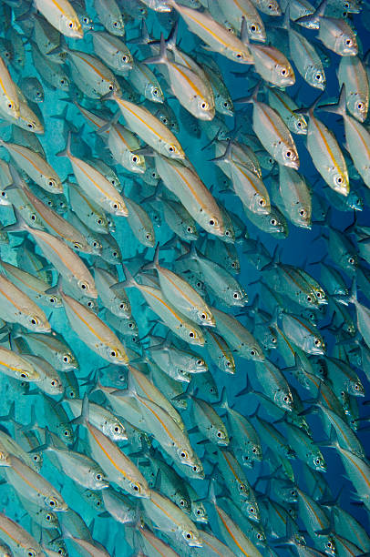istock Dense school of fish swimming in tropical water. 465490875
