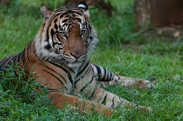 Rare sumatran tiger stock photo