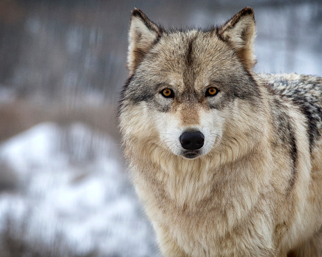 Close up, head and shoulders image of a Timber Wolf, or Gray wolf. Shallow depth of field.