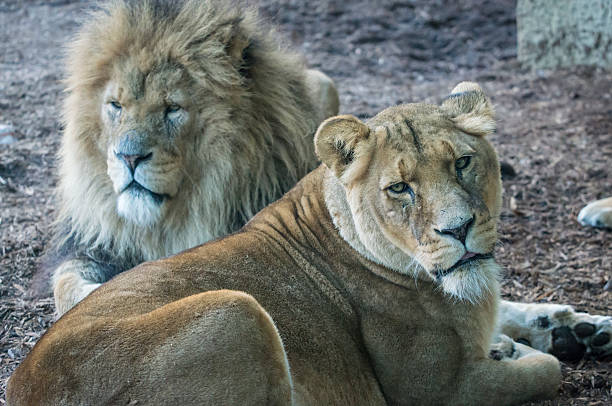 istock Pair of Lions 465492233