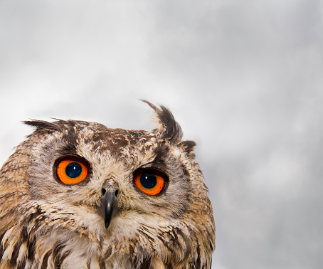 Portrait of Indian Eagle Owl.