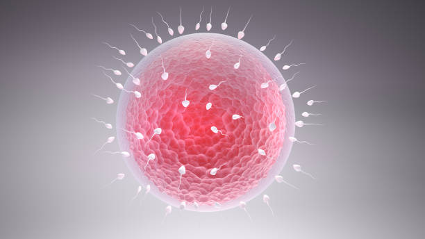istock 3D illustration of how eggs are fertilized 465492546