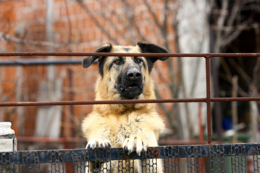 An alert  guard dog watching