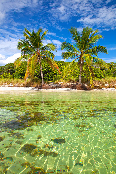 Été Tropical paradisiaque avec des palmiers dans les Keys de Floride, États-Unis - Photo