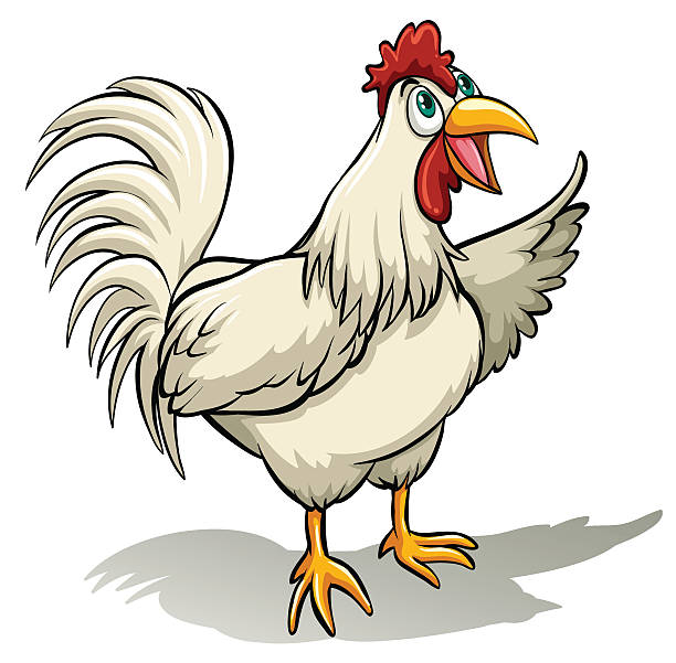 cock and bull idiom Simple chicken on a white background rooster open wings stock illustrations