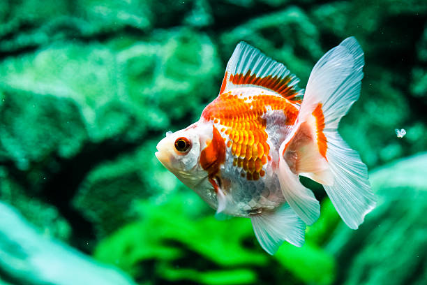 istock Goldfish in aquarium 465496738