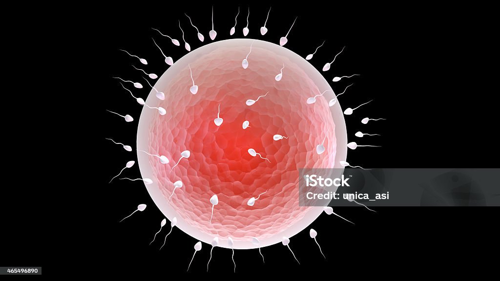 3d rendered illustration of the fertilization 3d render very high quality Biological Clock Stock Photo