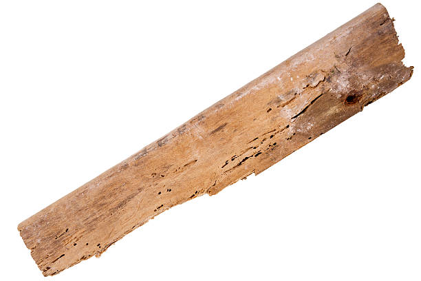 istock Old rotten wood plank 465497028