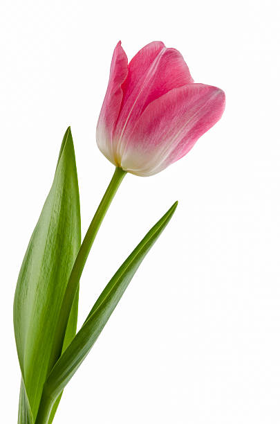 istock pink tulips flower isolated 465497055