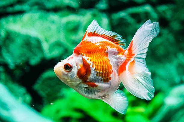 istock Goldfish in aquarium 465497062