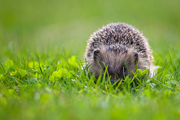 hedgehog in green meadow hedgehog hedgehog animal mammal isolated stock pictures, royalty-free photos & images
