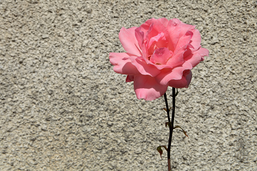 Pink rose on a background of gray stone wall