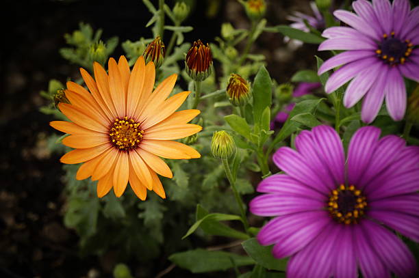istock Flowers from Mexico to the world 465497626