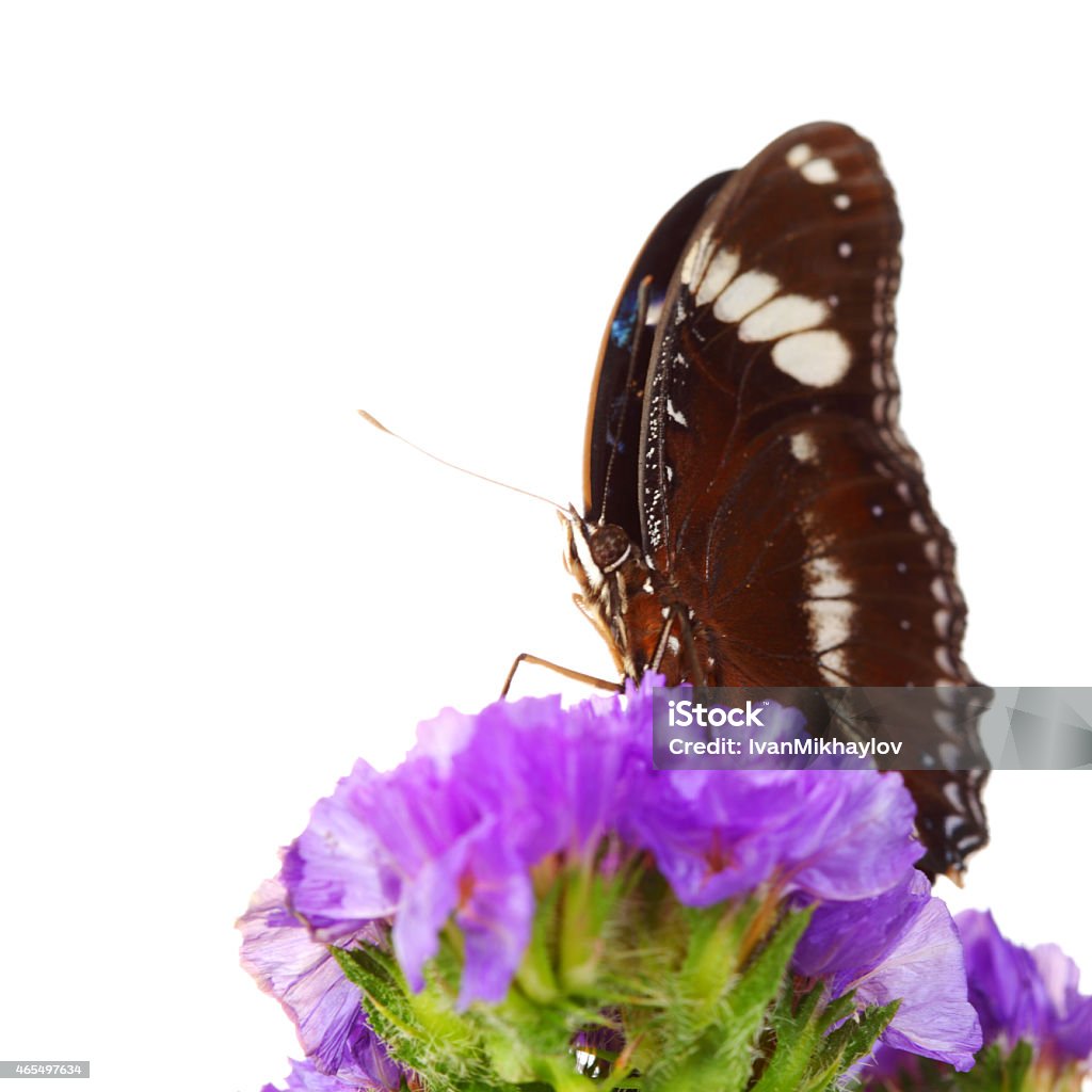 hypolimnas bolina hypolimnas bolina on violet flower close up 2015 Stock Photo