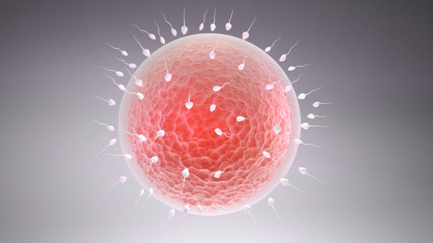 istock 3d rendered illustration of the fertilization 465497722