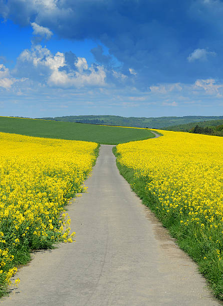 istock Farm road through flowering canola fields 465497801