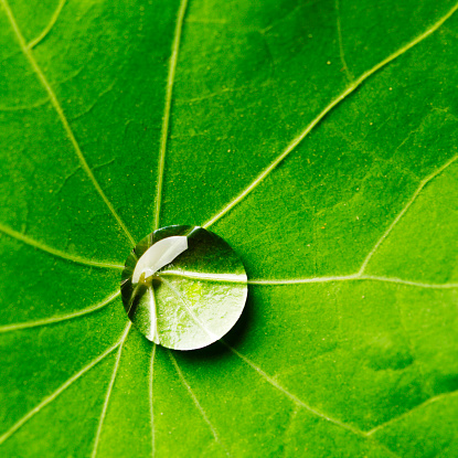 Water drop on green Nasturtium leaf macro