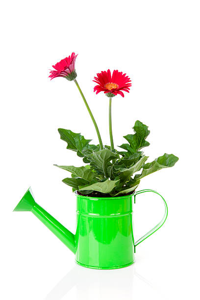 istock Green watering can with Gerber flowers over white background 465498543