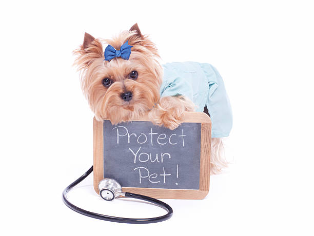 Yorkie holding a black board with message. Yorkshire Terrier holding a chalk board with a stethoscope around her neck. insurance pets dog doctor stock pictures, royalty-free photos & images