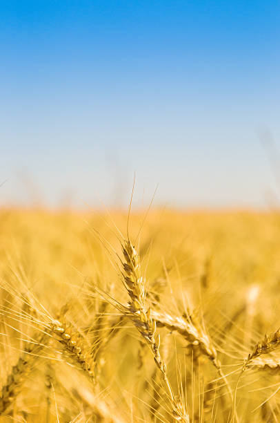 istock Field of wheat 465501923