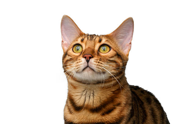 istock closeup bengal cat isolated on white 465502334