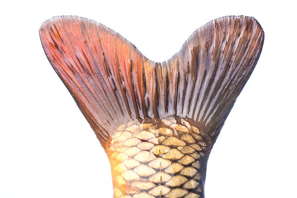 Fish tail