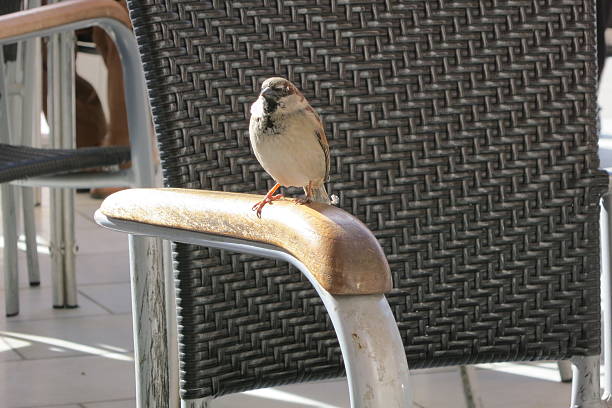 istock Sparrow is sitting on chair 465502562