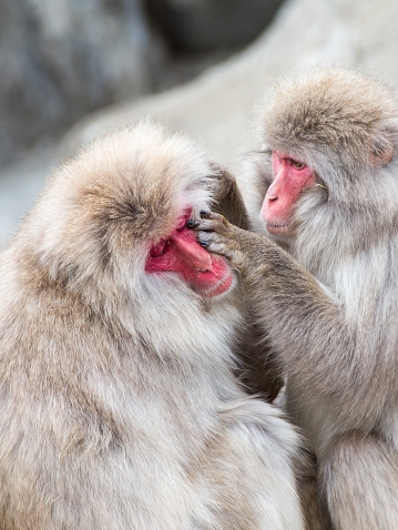 funny fluffy Japanese macaques with red faces enjoying life