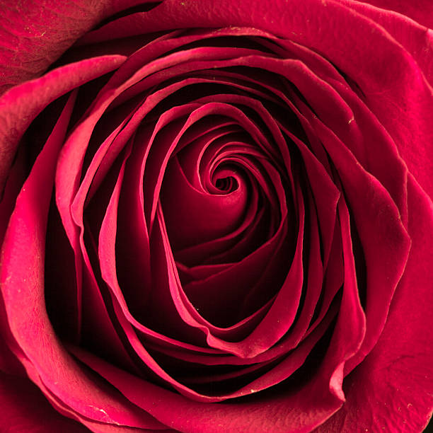 istock Beautiful pink rose closeup 465502970