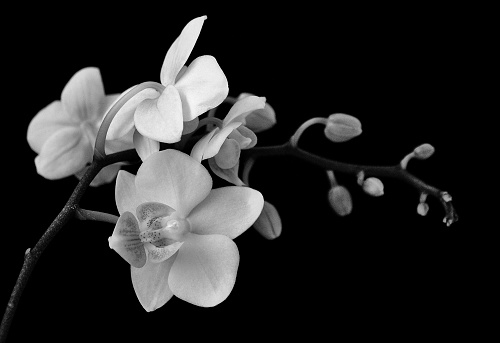 A monochromatic depiction of white Orchids, photographed on a matte dark background.